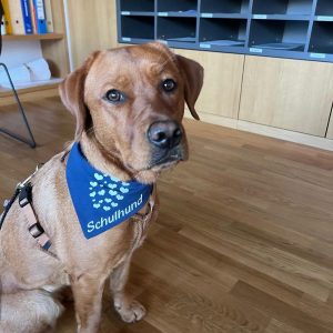 Schulhund Kami bekommt Unterstützung von Bella